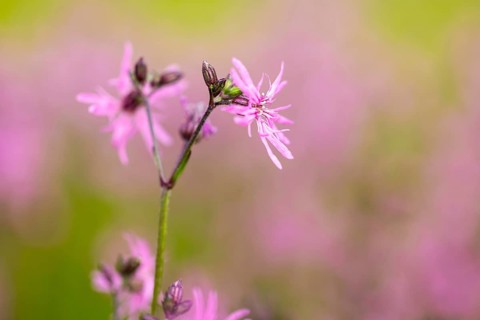 Close-up of pink flowers against a green, blurred background, conveying a summery feeling