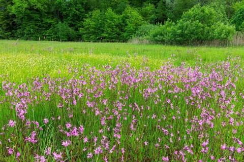 Cuckoo flower (Silene flos-cuculi), carnation family (Caryophyllaceae), wet meadow, Pfullendorf,