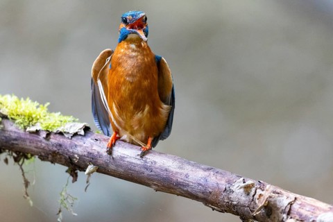 Kingfisher (Alcedo atthis) calls, Kingfishers (Alcedinidae), Inzigkofen, Upper Danube nature park
