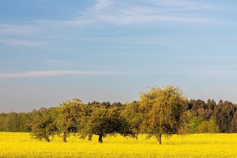 Apple trees (Malus) in a flowering rape field (Brassica napus), Messkirch, Upper Danube nature park