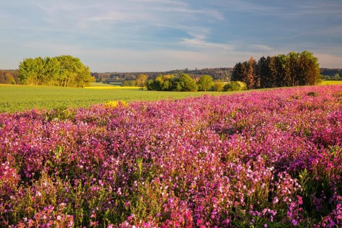 Meadow with red campion (Silene diocia) clove plant (Caryophyllaceae), Messkirch, Upper Danube