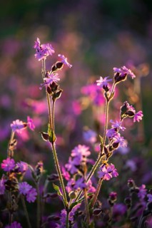 Red campion (Silene diocia) backlit, carnation family (Caryophyllaceae), Messkirch, Upper Danube