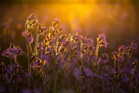 Red campion (Silene diocia) backlit, carnation family (Caryophyllaceae), Messkirch, Upper Danube
