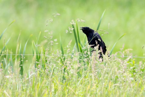 Common raven (Corvus corax), Vulkaneifel, Rhineland-Palatinate, Germany, Europe