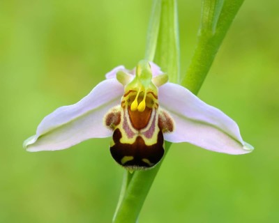 Bee orchid (Ophrys apivera), single flower, close-up of the flower, showing pollen-laden anthers