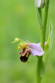Bee orchid (Ophrys apivera), single flower, close-up of the flower, showing pollen-laden anthers