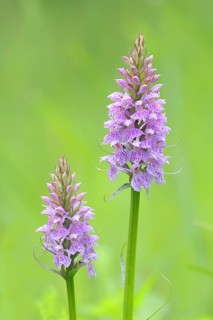Moorland spotted orchid (Dactylorhiza maculata), flowering wild orchid, two plants, macro, nature