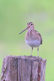 Common snipe (Gallinago gallinago), standing on a pasture fence, snipe birds, wildlife, Ochsenmoor,