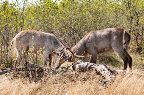 Two young Waterbucks (Kobus Ellipsiprymnus) fighting. Kruger National Park, South Africa, Africa