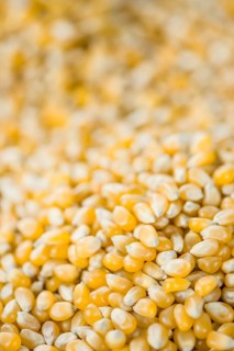 Corn for use as background or as image (close-up shot, selective focus)