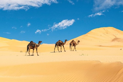 Group of dromedaries in the beautiful Omani Rub al-Chali Desert
