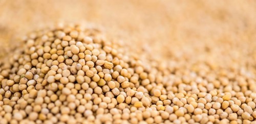 Mustard Seeds on a vintage background as detailed close-up shot (selective focus)