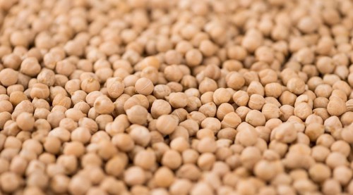 Portion of fresh Chickpeas close-up shot, selective focus