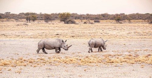 White Rhinoceros spotted in the Khama Rhino Sanctuary, Botswana, during winter, Africa