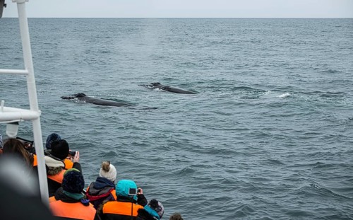 Whale Watching from a boat in Husavik, northern Iceland