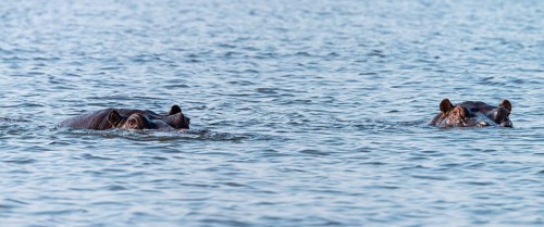 Hippo (mostly submerged) spotted in the Chobe National Park, Botswana, Africa