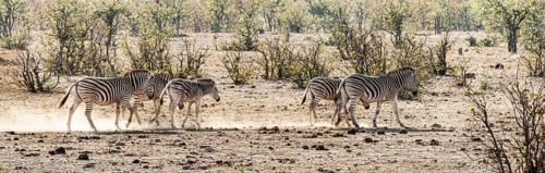 Group of Zebras spotted in the Kruger National Park, South Africa, Africa