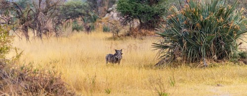 Warthogs spotted in the Okavango Delta, Botswana during winter season