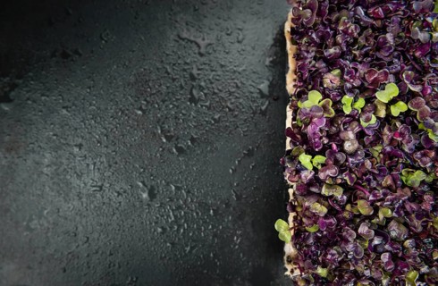 Cress on a vintage slate slab (close-up shot, selective focus)