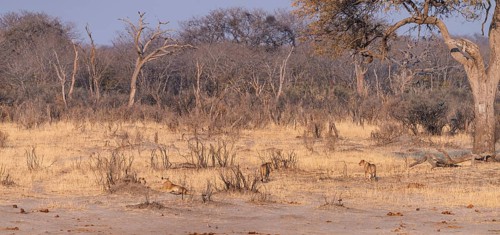 Group of Lions in the Hwange National Park, Zimbabwe during winter season