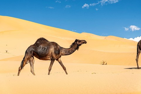 Group of dromedaries in the beautiful Omani Rub al-Chali Desert