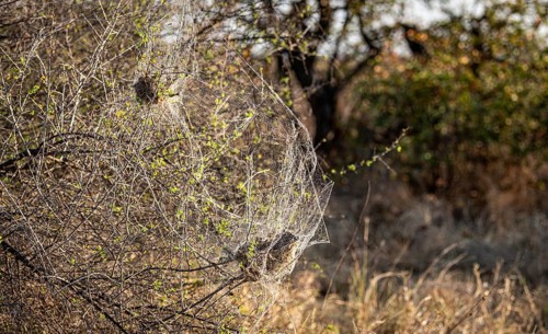 African Social Spider nest (Stegodyphus Dumicola) in the morning sun at Kruger National Park, South