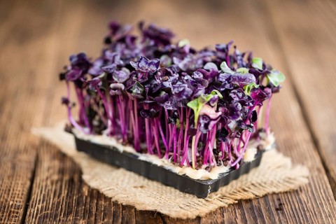 Portion of homemade Cress on wooden background (selective focus, close-up shot)