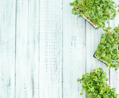 Fresh Cress as high detailed close-up shot on a vintage wooden table (selective focus)