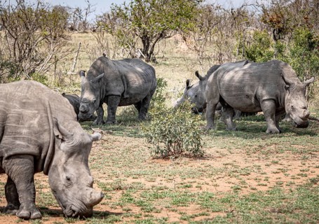 White Rhinoceros (Ceratotherium Simum) in Kruger National Park, South Africa, Africa