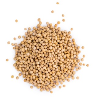Mustard Seeds isolated on white background (selective focus, close-up shot)