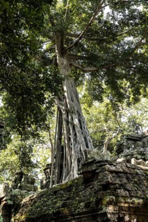The famous Ta Prohm temple in Angkor Wat, Cambodia, Asia