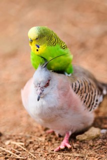Animal Friendship of a Crested pigeon (Ocyphaps lophotes) cuddeling a Budgerigar (Melopsittacus