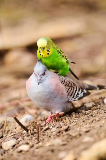 Animal Friendship of a Crested pigeon (Ocyphaps lophotes) cuddeling a Budgerigar (Melopsittacus