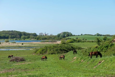 View from Hatbakken Fakkebjerg, Bagenkop, Langeland, wild horses, Fyn County, South Fyn Geopark,