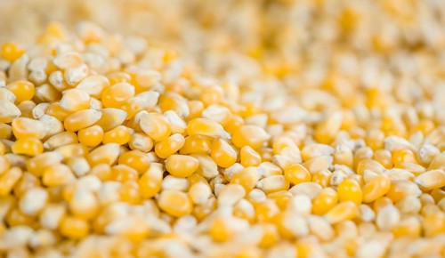 Corn for use as background or as image (close-up shot, selective focus)
