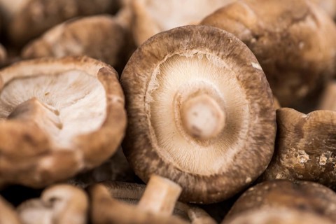Shiitake mushrooms on a vintage background as detailed close-up shot, selective focus