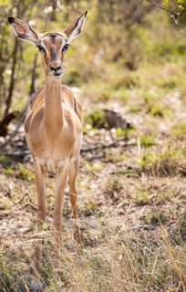 Female Impala (Aepyceros Melampus) portrait in Kruger National Park, South Africa, Africa