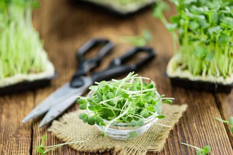 Cutted Cress on a vintage background as detailed close-up shot (selective focus)