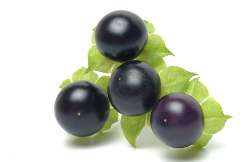 Food, fruit, black Jaltomata, Jaltomata procumbens is a plant species from the genus Jaltomata in