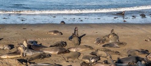 Sea Lions at the Pacific Coast Highway near San Simeon, California, USA, North America
