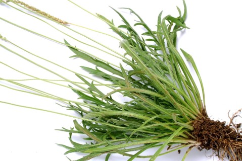 Vegetable, salad plant, crow's foot plantain, Plantago coronopus), also known as stag's horn
