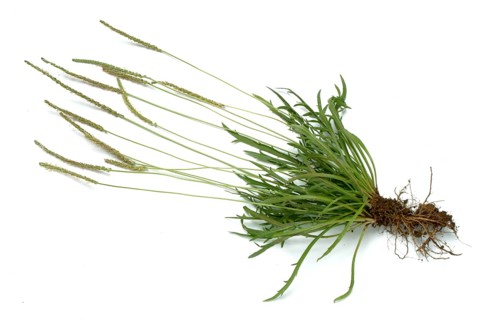 Vegetable, salad plant, crow's foot plantain, Plantago coronopus), also known as stag's horn