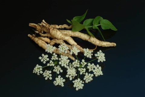 Vegetable, plant, food, agriculture, horticulture, root of the sugar root, Sisum sisarum, Sium,