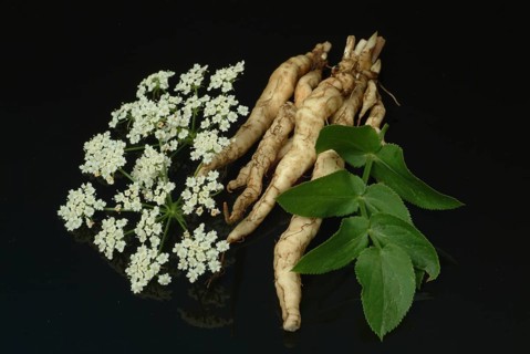 Vegetable, plant, food, agriculture, horticulture, root of the sugar root, Sisum sisarum, Sium,