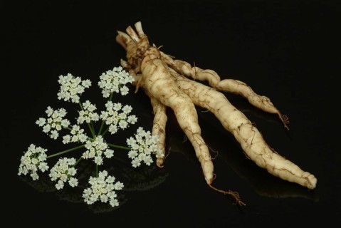 Vegetable, plant, food, agriculture, horticulture, root of the sugar root, Sisum sisarum, Sium,