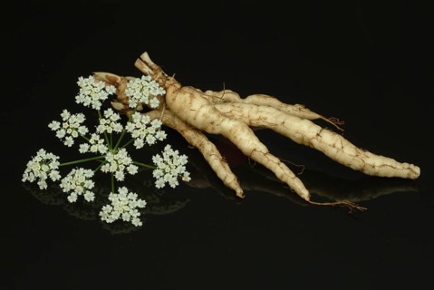 Vegetable, plant, food, agriculture, horticulture, root of the sugar root, Sisum sisarum, Sium,