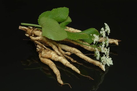 Vegetable, plant, food, agriculture, horticulture, root of the sugar root, Sisum sisarum, Sium,