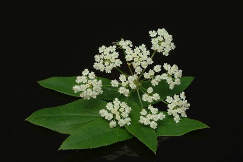 Vegetable, plant, food, agriculture, horticulture, flower of the sugar root, Sisum sisarum, Sium,