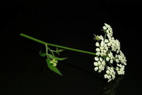 Vegetable, plant, food, agriculture, horticulture, flower and leaf of the sugar root, Sisum