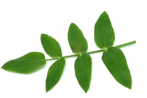 Vegetable, plant, food, agriculture, horticulture, leaf of the sugar root, Sisum sisarum, Sium,